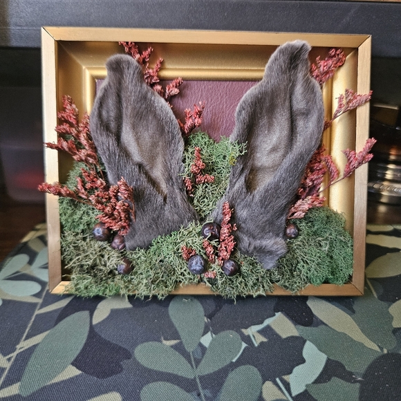 Preserved Jack Rabbit Ears In Vintage Frame - Picture 2 of 3